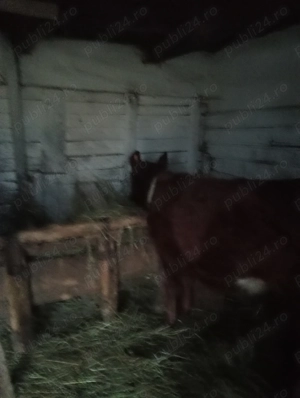 Vând vitei - imagine 4