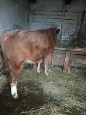 Vând vitei - imagine 2