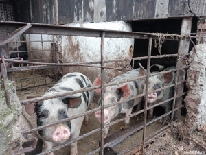 porci de vanzare  - imagine 2