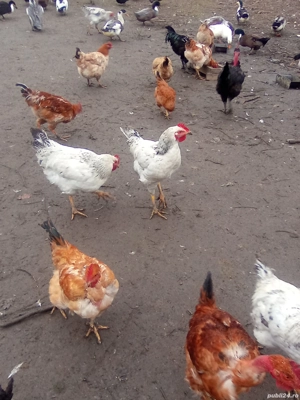 cocoș și rățoi Prahova