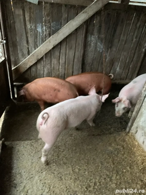 Purcei de calitate- accesibili - imagine 3