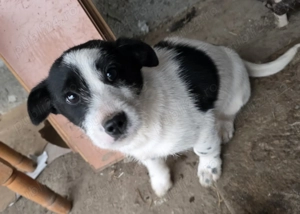 donam cățel talie mica - imagine 3