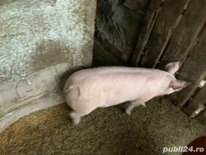 Purcei de calitate- accesibili - imagine 2