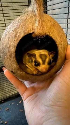 vand veverita zburatoare (sugar glider)
