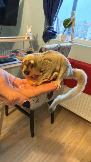 vand veverita zburatoare (sugar glider) - imagine 4