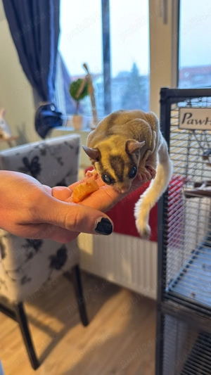 vand veverita zburatoare (sugar glider) - imagine 3