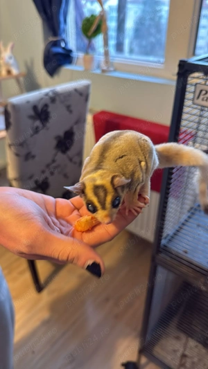 vand veverita zburatoare (sugar glider) - imagine 2