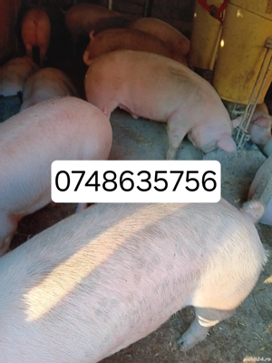 Porci De Carne crescuți cu cereale 100-150 kg 