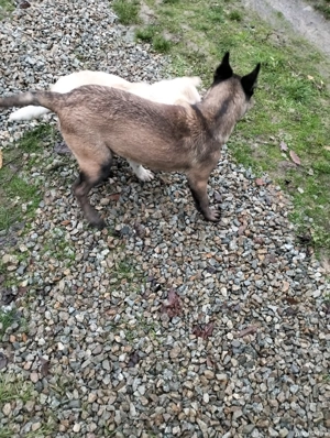 Femelă belgian de vânzare  - imagine 2