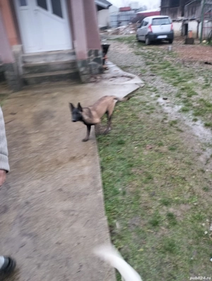 Femelă belgian de vânzare  - imagine 3