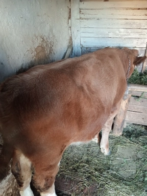 Vând vitei - imagine 6