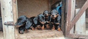 Teckel cu pete de foc