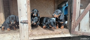 Teckel cu pete de foc - imagine 3