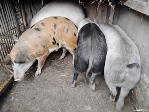 Vand Porcii   Duroc Bazna Marele Alb si Purcei Pietrian - imagine 3