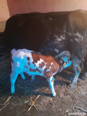Vaca cu vitel de vanzare  - imagine 2