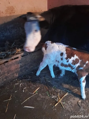Vaca cu vitel de vanzare 
