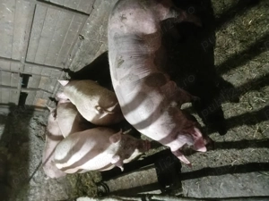 Vând porci de carne și slănină  - imagine 2