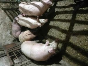 Vând porci de carne și slănină 