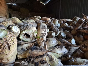 vand sfecla furajera