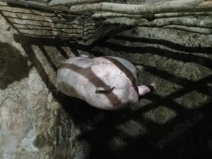Vând porci de carne și slănină  - imagine 4