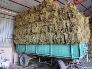 vand baloti de lucerna