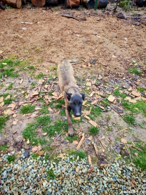 Femelă belgian de vânzare  - imagine 4