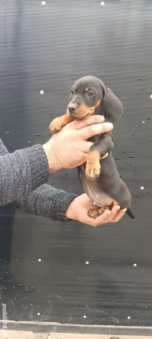 Teckel cu pete de foc - imagine 4