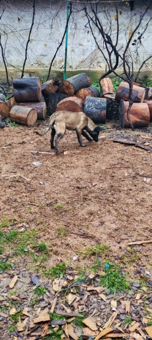 Femelă belgian de vânzare  - imagine 5