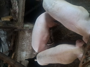 Porci de vanzare - imagine 3