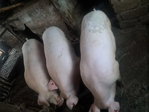 Porci de vanzare - imagine 2