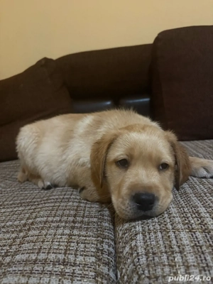 Labrador Goldwn Retriever - imagine 4