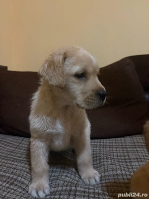 Labrador Goldwn Retriever - imagine 2