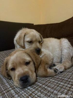 Labrador Goldwn Retriever - imagine 5