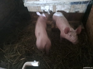 vand purcei  - imagine 3