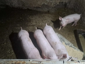 vand purcei  - imagine 2