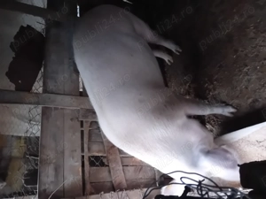 Porc de vanzare pentru Crăciun 