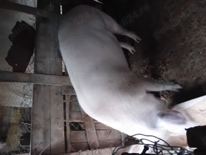 Porc de vanzare pentru Crăciun  - imagine 2