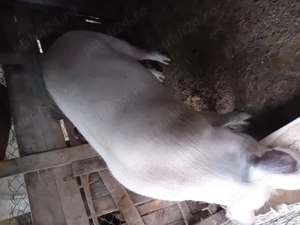 Porc de vanzare pentru Crăciun  - imagine 3