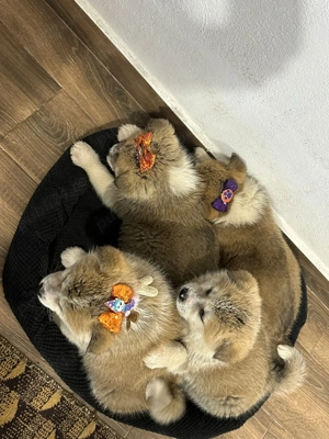 Vand catei akita inu - imagine 5