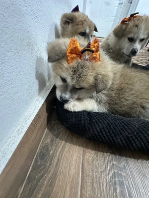 Vand catei akita inu