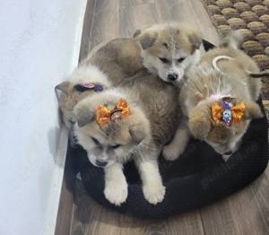 Vand catei akita inu - imagine 3