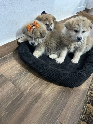 Vand catei akita inu - imagine 4