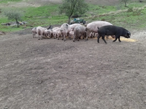Porci 70, 80, 90-110kg- 16ei kg - imagine 2