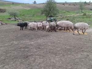 Porci 70, 80, 90-110kg- 16ei kg - imagine 3