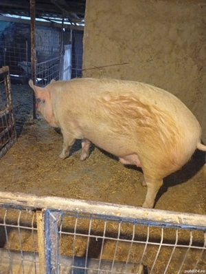 porc de vanzare - imagine 4