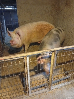 porc de vanzare - imagine 5