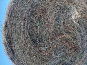 Vând baloti rotunzi de fan și de lucernă coasă 2 - imagine 2