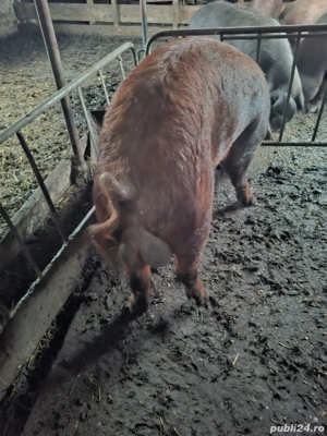 Vand vier Duroc  - imagine 3