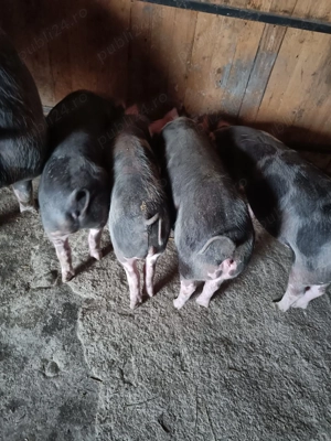 Vând purcei de monta