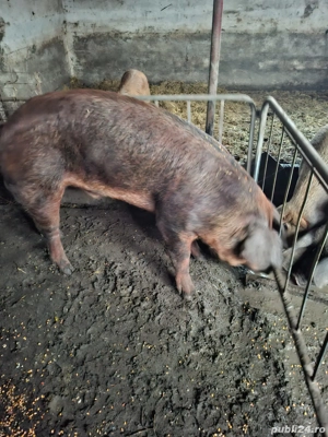 Vand vier Duroc  - imagine 2